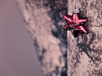 xmas tree down-under