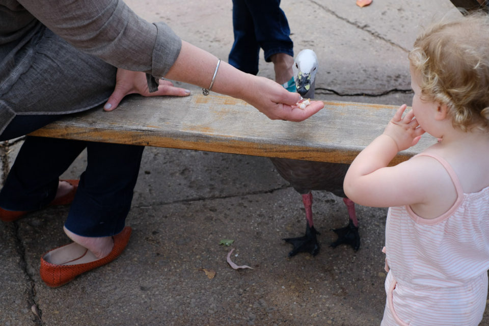 Het brood van de ganzen opeten