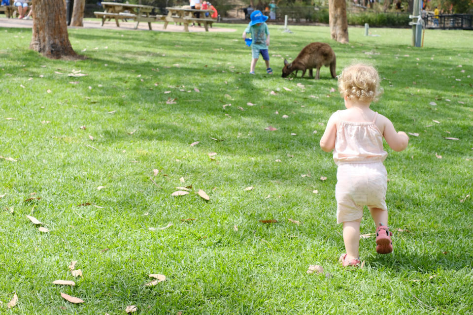 Een wallaby! Ze rende er meteen naartoe.