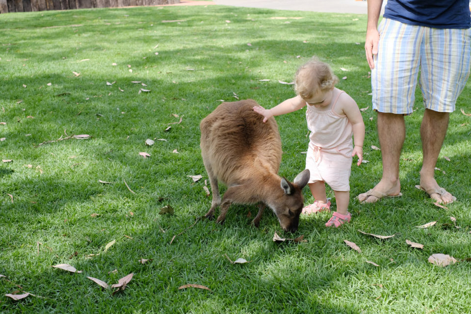 Aai, aai, zachte wallaby
