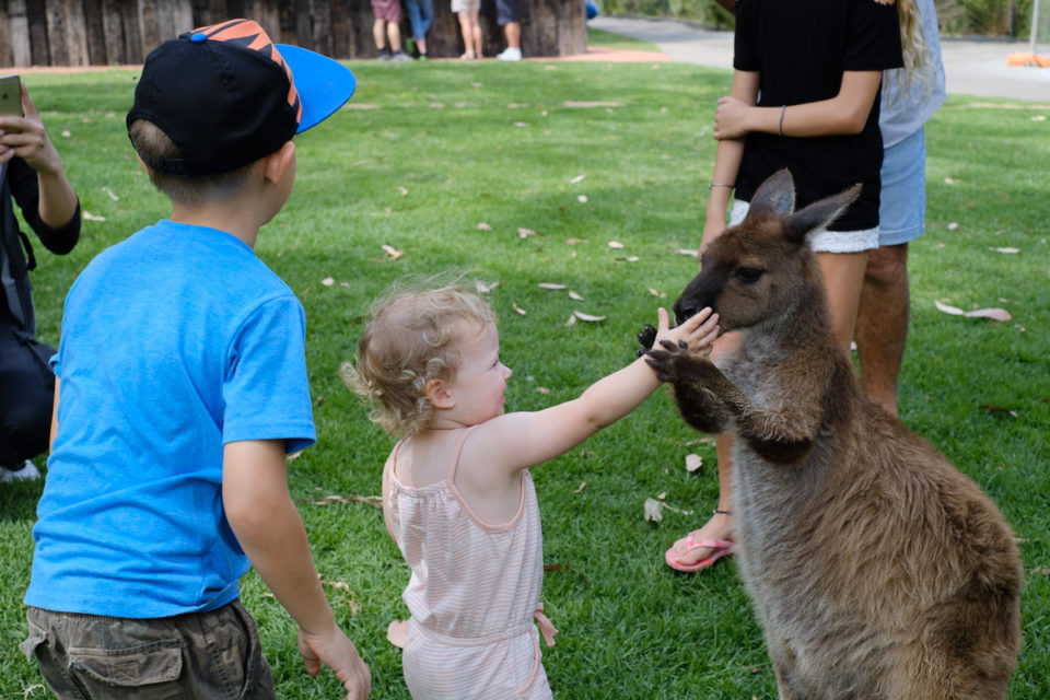 Al snel door dat de wallaby graag gras lust