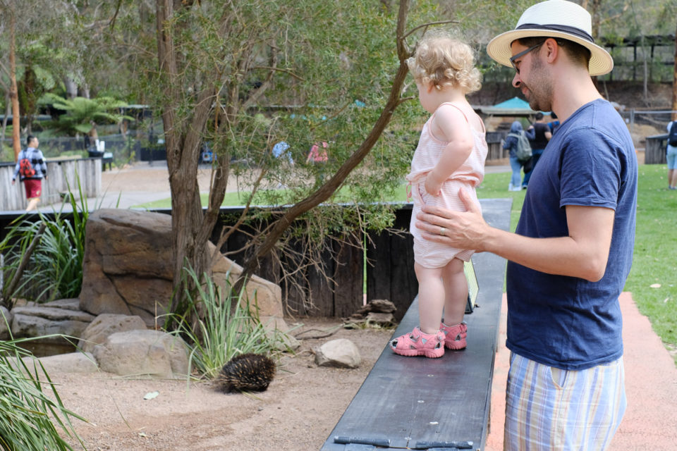 Echidnas kijken met papa